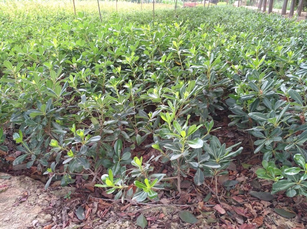 海桐圖片/海桐樣板圖 (1)