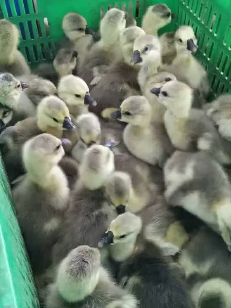 家禽 雞  雞鴨鵝   家禽 養(yǎng)殖廠
