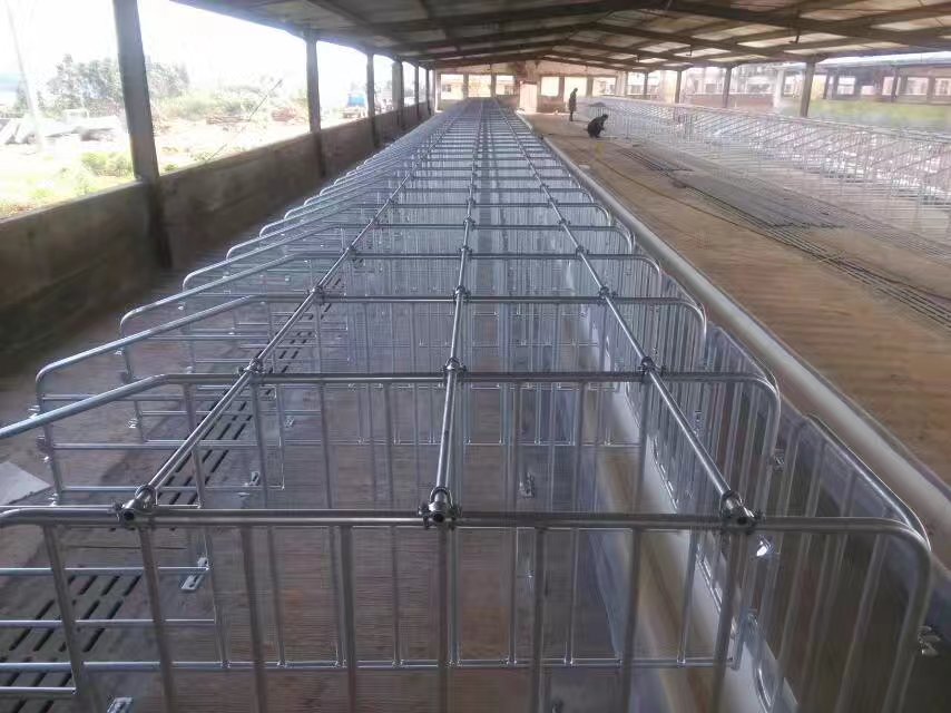 母豬限位欄圖片/母豬限位欄樣板圖 (4)