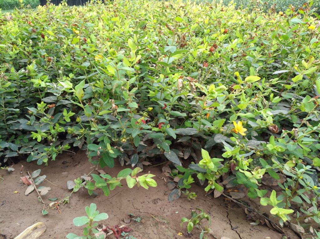 西安金絲桃價格圖片