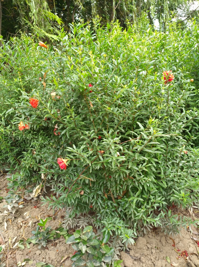 西安花石榴價格－金海園藝場花石榴－西安花石榴批發(fā)價格