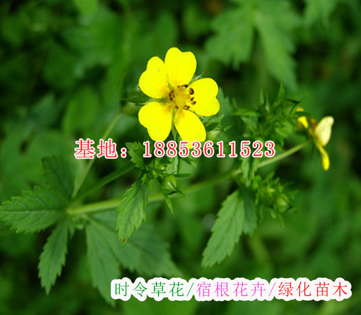 孔雀草圖片/孔雀草樣板圖 (4)