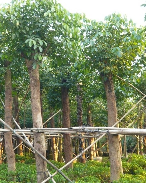 廣東菩提、廣東菩提基地、菩提價(jià)格