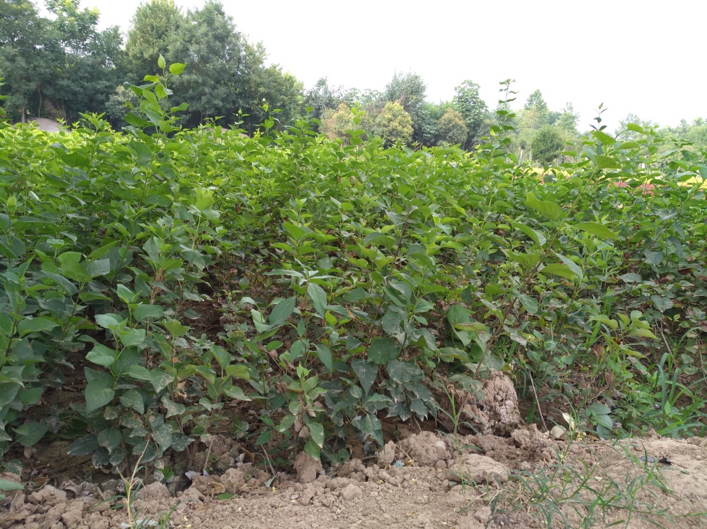 丁香圖片/丁香樣板圖 (2)