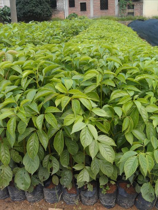 楓樹圖片/楓樹樣板圖 (2)