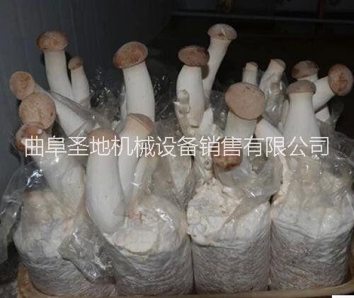 腳踏式圖片/腳踏式樣板圖 (2)