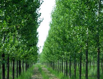 山西速生楊批發(fā)價(jià)格、山西速生楊基地、供應(yīng)山西速生楊