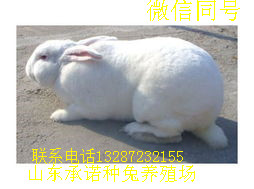 比利時(shí)兔圖片/比利時(shí)兔樣板圖 (4)