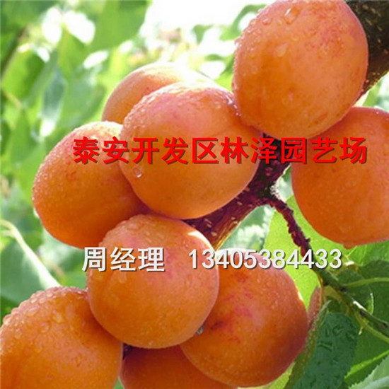 凱特杏樹苗圖片/凱特杏樹苗樣板圖 (1)