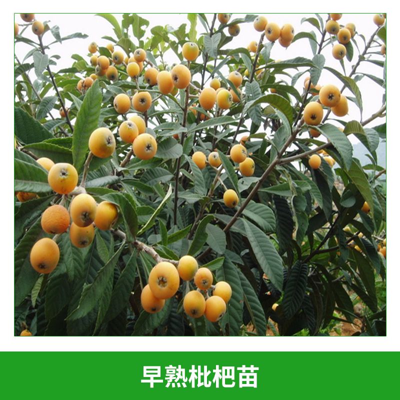 早熟枇杷苗 高糖度特早熟枇杷苗 白枇杷苗 大紅袍枇杷苗 枇杷樹果樹苗 歡迎來電咨詢