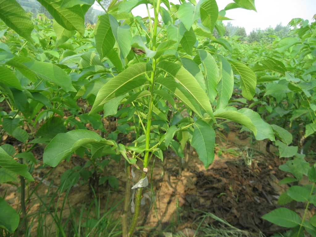 桃樹苗圖片/桃樹苗樣板圖 (1)