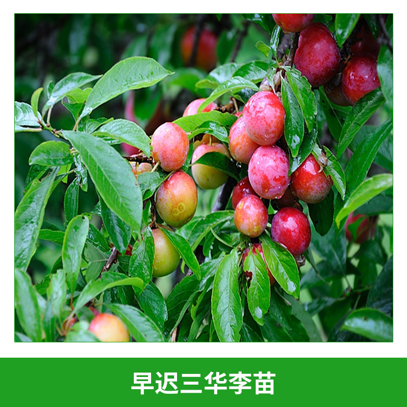 早遲三華李苗圖片/早遲三華李苗樣板圖 (2)