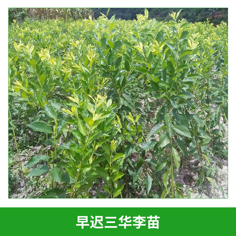 早遲三華李苗圖片/早遲三華李苗樣板圖 (4)
