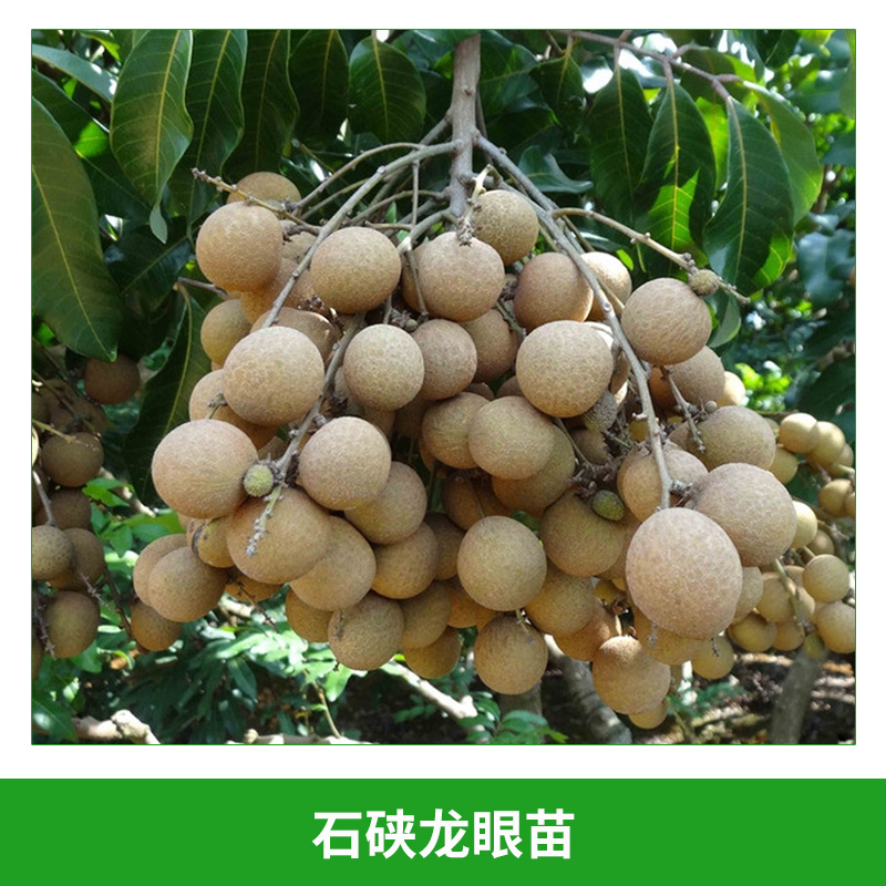 石硤龍眼苗 盆栽桂圓嫁接樹 黃殼龍眼苗  桂圓果樹種苗 石硤龍眼嫁接苗 歡迎來電訂購