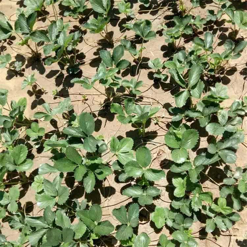 草莓苗圖片/草莓苗樣板圖 (3)