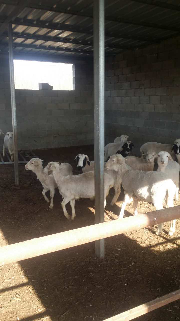 綿羊圖片/綿羊樣板圖 (3)