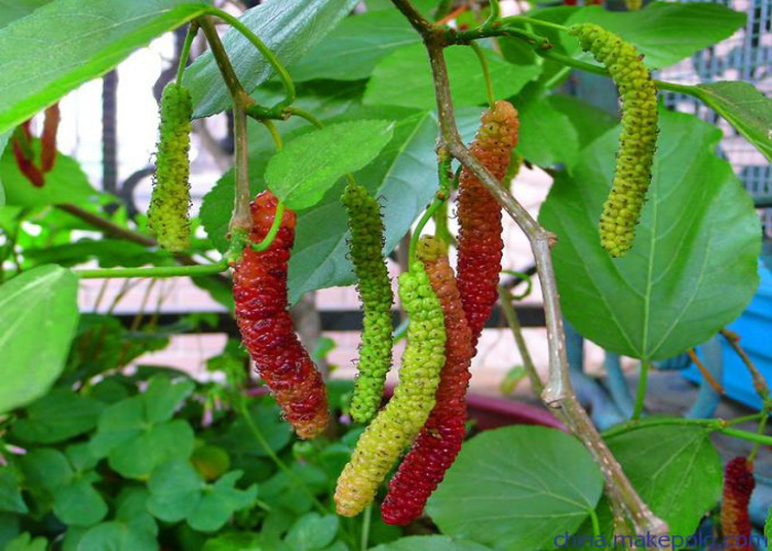 長果桑圖片/長果桑樣板圖 (2)