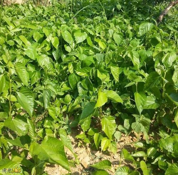 桑苗圖片/桑苗樣板圖 (3)