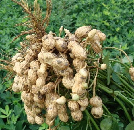 內(nèi)蒙古花生種植銷售