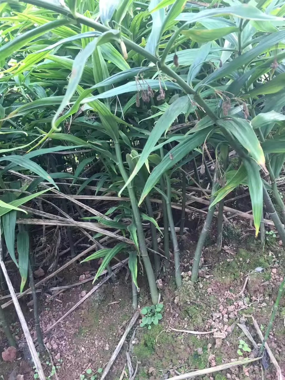 四川圖片/四川樣板圖 (1)