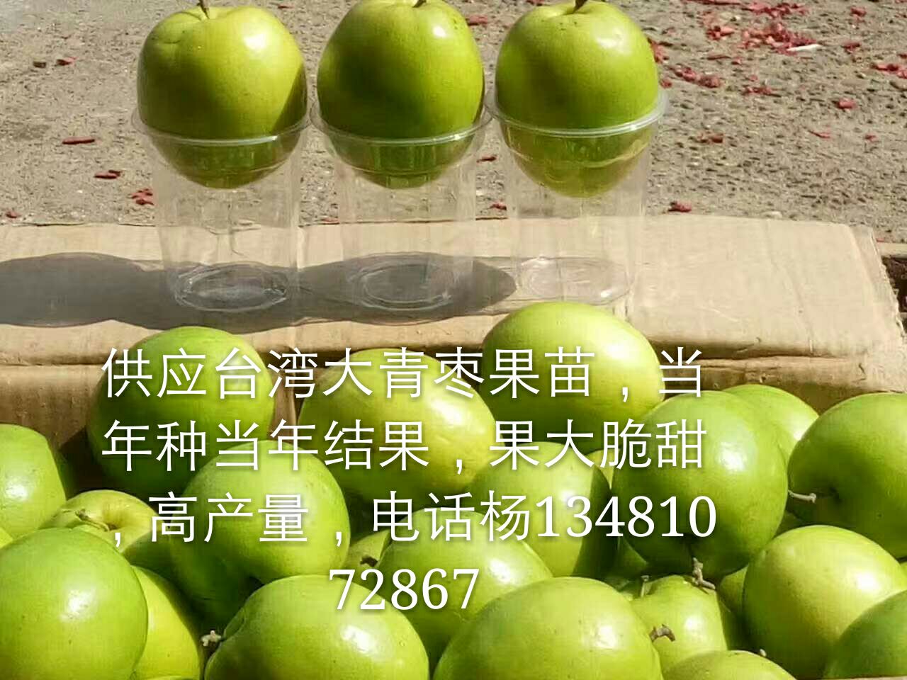 蜜棗圖片/蜜棗樣板圖 (3)