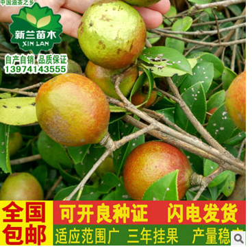 高產(chǎn)油茶苗圖片/高產(chǎn)油茶苗樣板圖 (2)