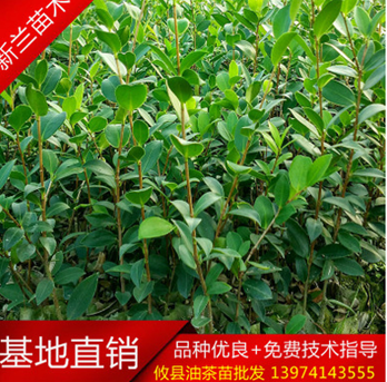 長林油茶苗圖片/長林油茶苗樣板圖 (4)