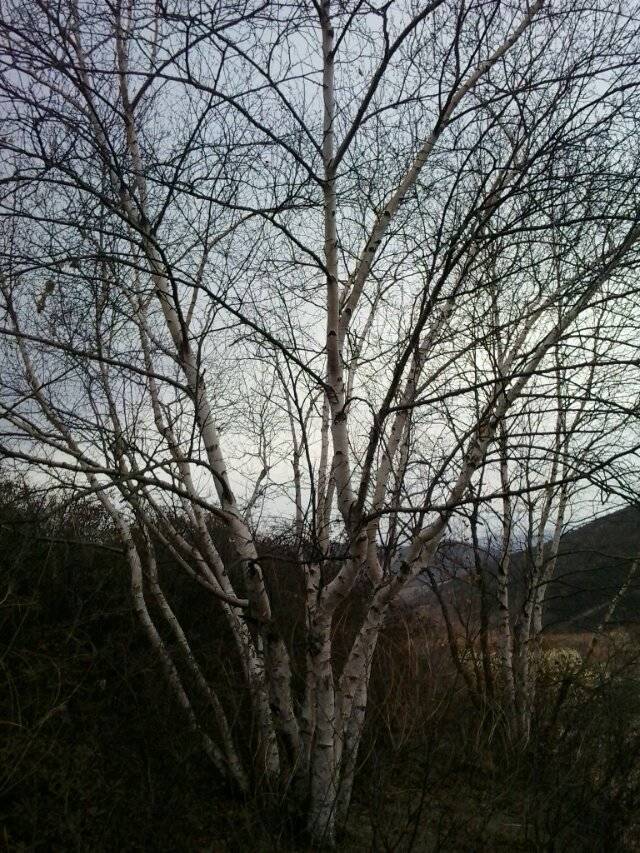 河北承德白樺批發(fā)商 叢生白樺訂購(gòu) 單株白樺供貨商