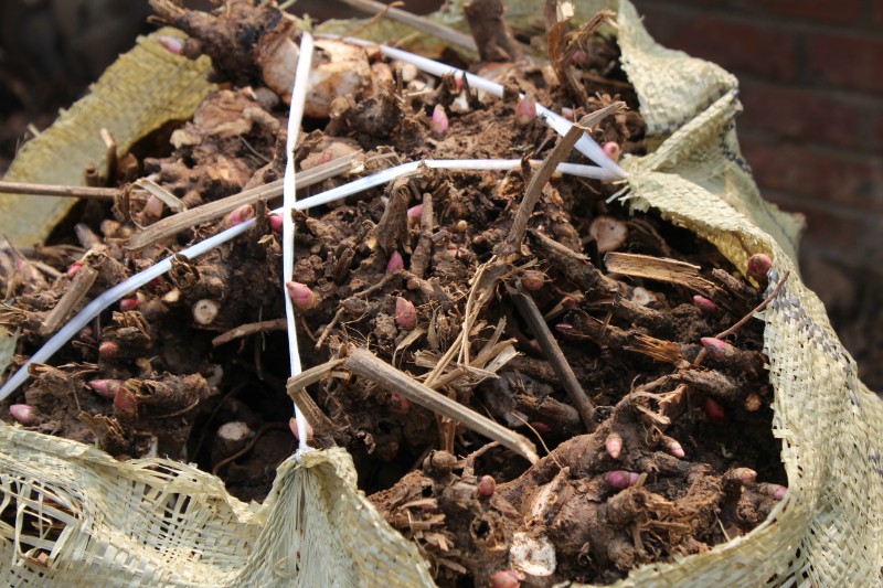 白芍芽子圖片/白芍芽子樣板圖 (4)