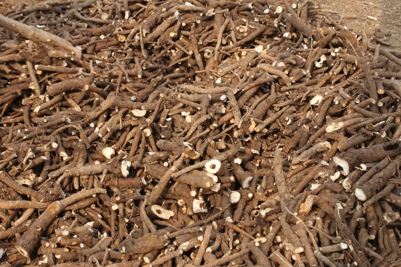 白芍芽子圖片/白芍芽子樣板圖 (1)