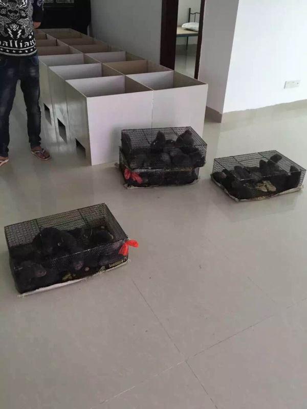 竹鼠圖片/竹鼠樣板圖 (2)