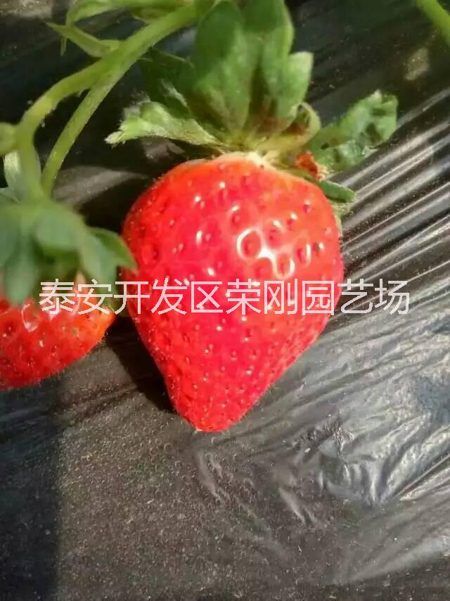 妙香七號(hào)草莓苗圖片/妙香七號(hào)草莓苗樣板圖 (2)