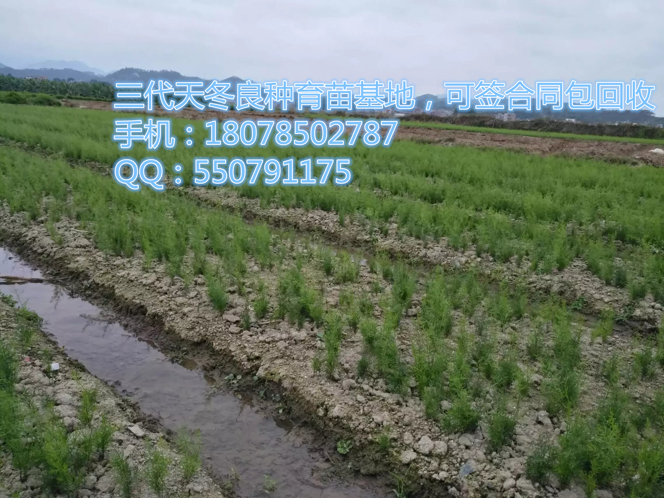 種苗圖片/種苗樣板圖 (1)