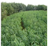 優(yōu)質(zhì)果樹圖片/優(yōu)質(zhì)果樹樣板圖 (3)