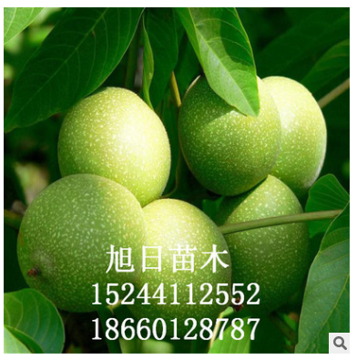 大量出售核桃樹 品種齊全核桃樹 * 可簽訂合同 核桃核桃樹