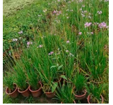 一兩年生草花圖片/一兩年生草花樣板圖 (2)