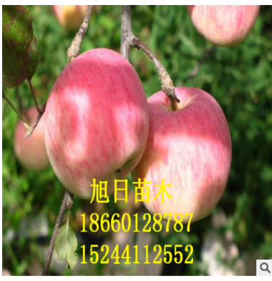 蘋果苗圖片/蘋果苗樣板圖 (2)