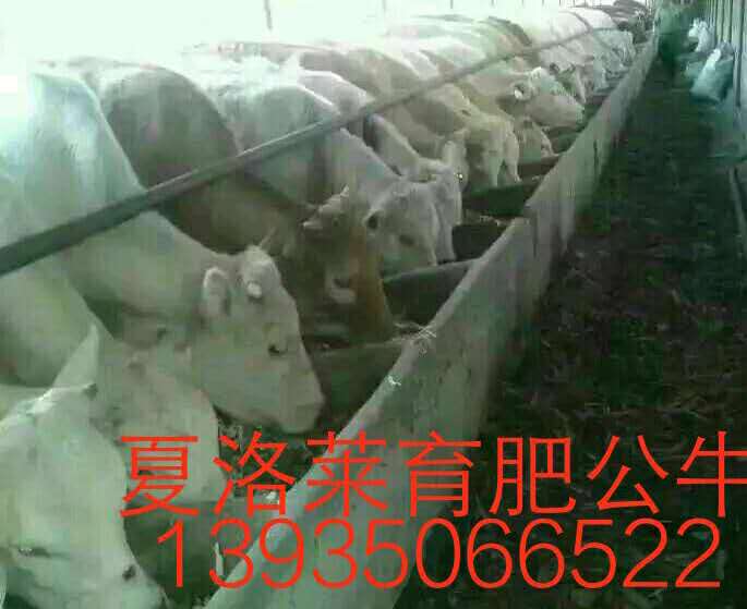 夏洛萊牛圖片/夏洛萊牛樣板圖 (2)
