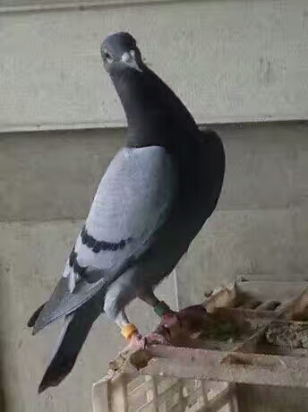 鴿子圖片/鴿子樣板圖 (2)