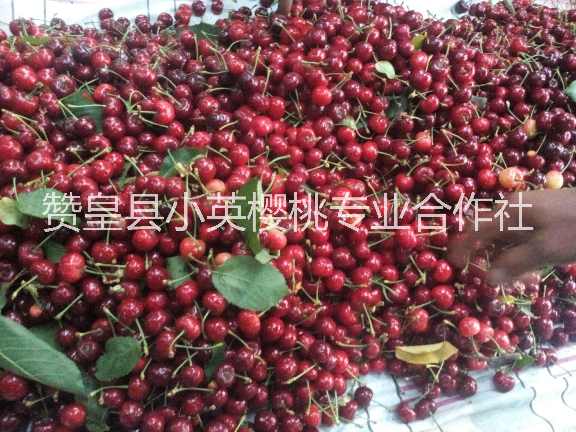 櫻桃苗圖片/櫻桃苗樣板圖 (4)