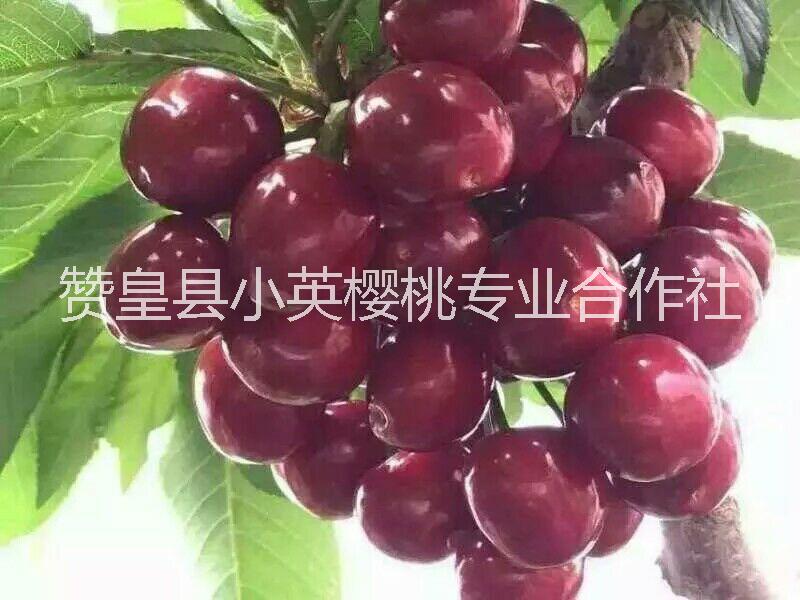 赞皇县小英樱桃专业合作社