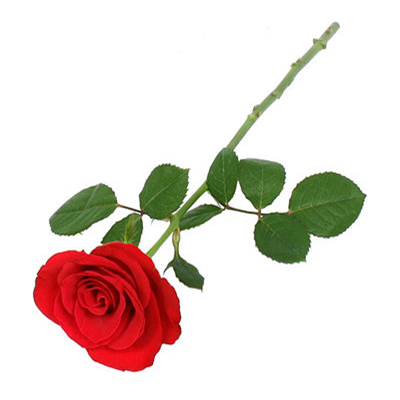 汶上玫瑰花批发 汶上玫瑰花批发