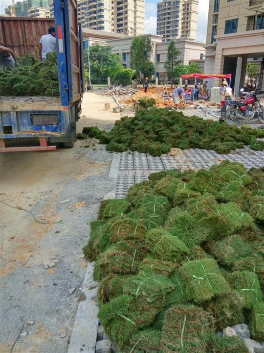 韶關草皮供應圖片