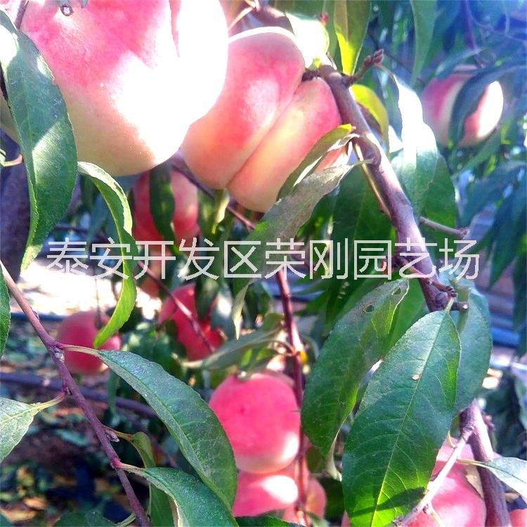 金秋紅密桃樹苗圖片