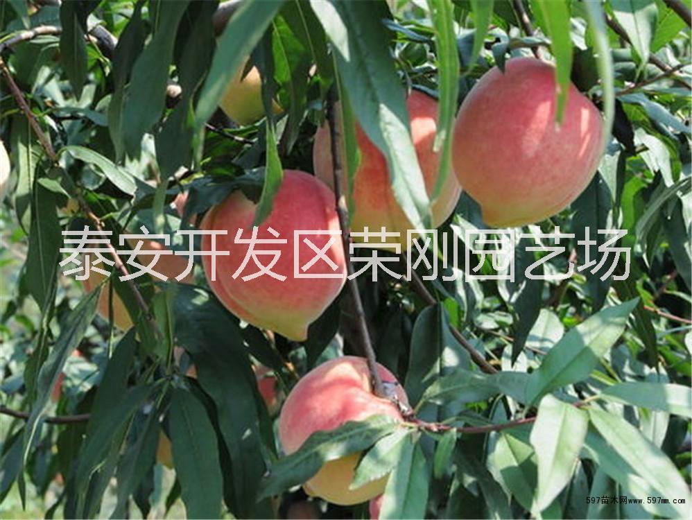 新川中島桃樹苗圖片/新川中島桃樹苗樣板圖 (2)