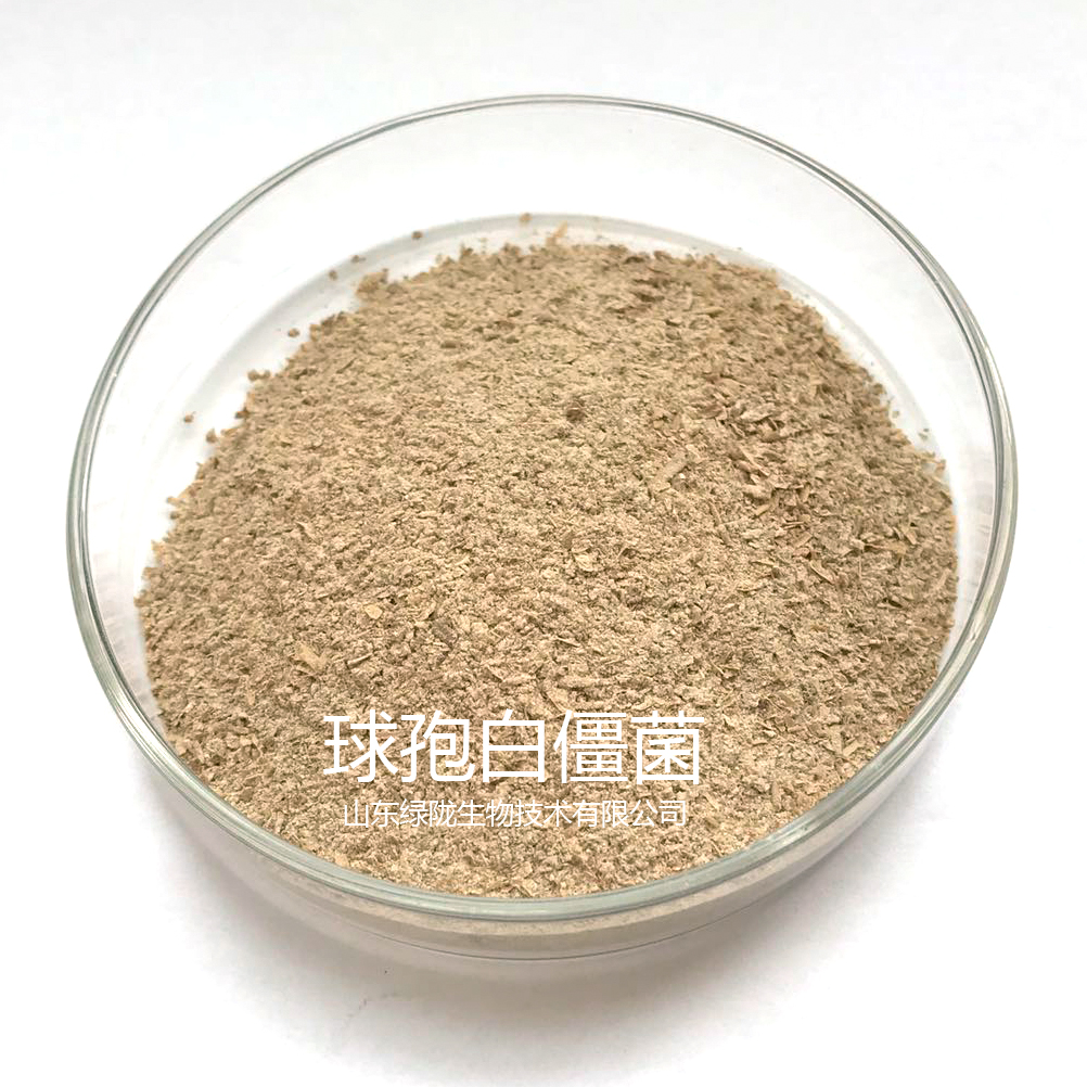 白僵菌圖片/白僵菌樣板圖 (1)