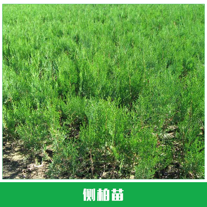 側(cè)柏苗銷售 優(yōu)質(zhì)側(cè)柏 扁柏 側(cè)柏苗 側(cè)柏樹苗 荒山造林綠化 廠家直銷