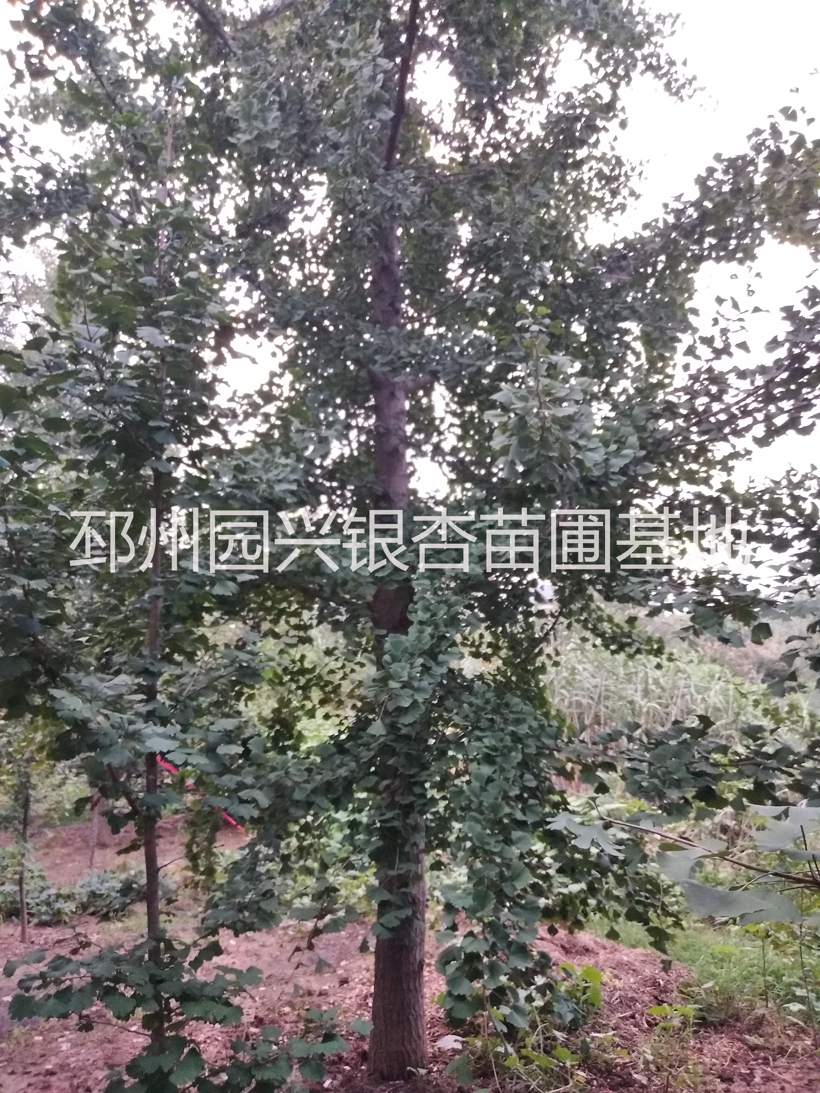 銀杏直銷(xiāo)圖片/銀杏直銷(xiāo)樣板圖 (2)