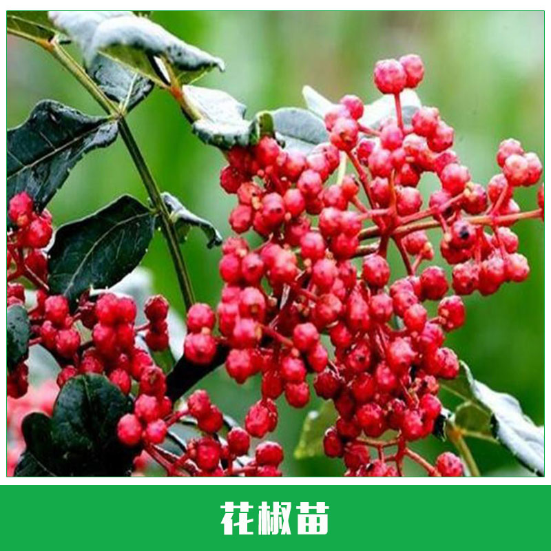 花椒苗栽培 大紅袍花椒樹苗 麻辣花椒苗 花椒大苗當(dāng)年結(jié)果 歡迎來電訂購