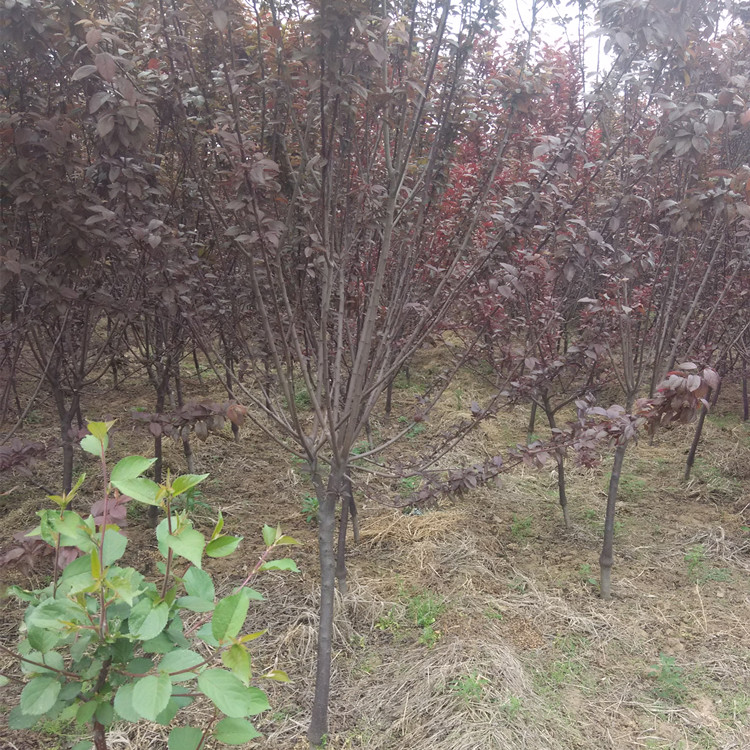 紅葉李 泰安紅葉李紫葉李批發(fā) 4公分-5-6公分紅葉李價(jià)格 哪里賣便宜的紫葉李